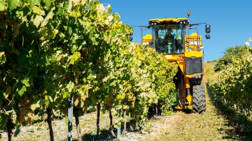 葡萄收割机正沿着葡萄列前进