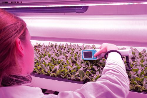 A woman examines plantlets with a handheld device.