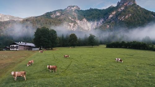文章的预告图片： Berchtesgadener Land乳品厂. ifm坚固耐用的温度传感器确保食品行业的高产品质量